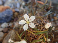 Montia campylostigma