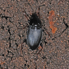 Calathus fuscipes