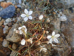Montia campylostigma