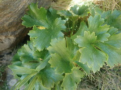 Ranunculus insignis