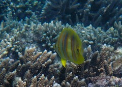 Chaetodon rainfordi