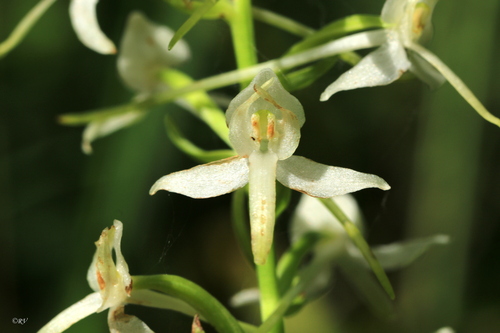 Lesser butterfly-orchid