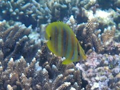 Chaetodon rainfordi