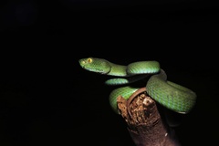 Trimeresurus macrops