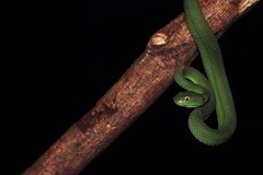 Trimeresurus macrops