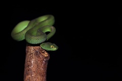Trimeresurus macrops