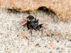 Chalcoscirtus karakurt