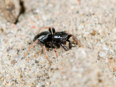 Chalcoscirtus karakurt