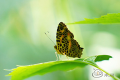 Symbrenthia hypselis