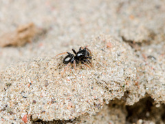 Chalcoscirtus karakurt