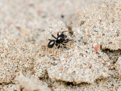 Chalcoscirtus karakurt