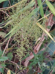 Panicum sarmentosum