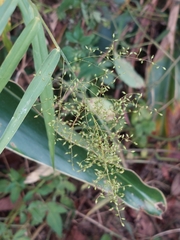 Panicum sarmentosum