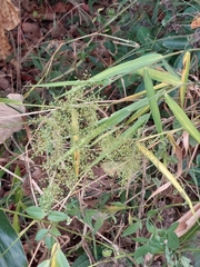 Panicum sarmentosum