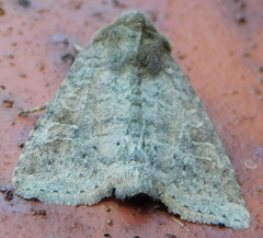 Parastichtis suspecta