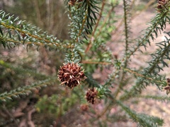 Phyllota phylicoides