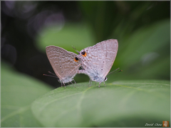 Catochrysops panormus exiguus