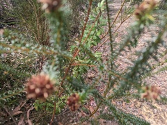 Phyllota phylicoides