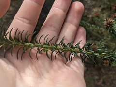 Phyllota phylicoides