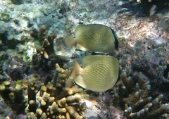 Chaetodon citrinellus