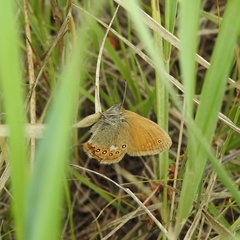 Coenonympha glycerion