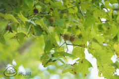 Liquidambar formosana