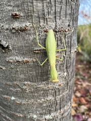 Hierodula patellifera patellifera
