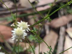 Actinotus minor