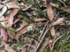 Actinotus minor