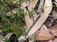 Actinotus minor