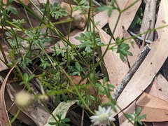 Actinotus minor