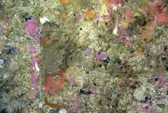 Thecacera pennigera