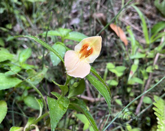Impatiens pulchra