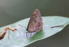 Arhopala bazalus