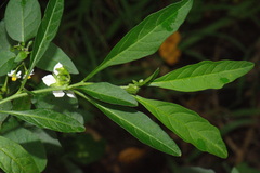 Solanum pseudocapsicum diflorum