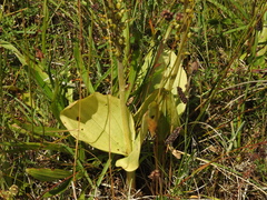 Neottia ovata