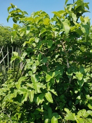 Ficus sycomorus
