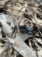 Pseudophryne australis