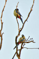 Platycercus venustus