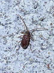 Ptinus