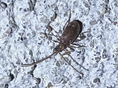 Ptinus