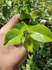 Syzygium