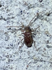 Ptinus