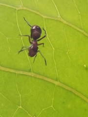 Myrmarachne japonica