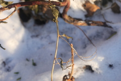 Epilobium roseum