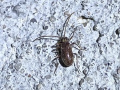 Ptinus