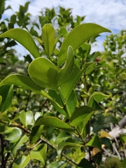 Syzygium