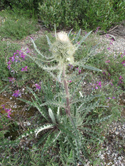 Cirsium hookerianum