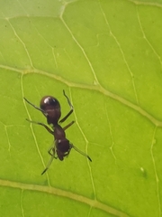 Myrmarachne japonica