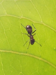 Myrmarachne japonica
